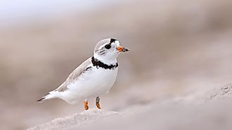 A piping plover on the beach. Stock.Adobe.com