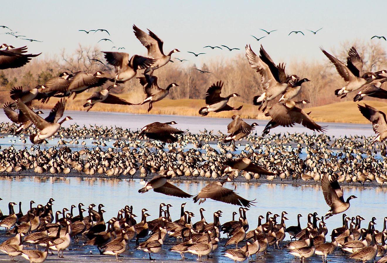 Geese take flight from frozen Colorado lake in Windsor, Colorado.