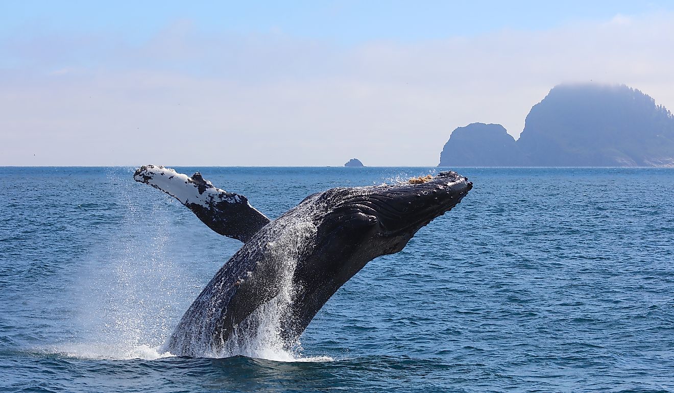 Humpback Whale breaching Kenai Fjords National Park Alaska.