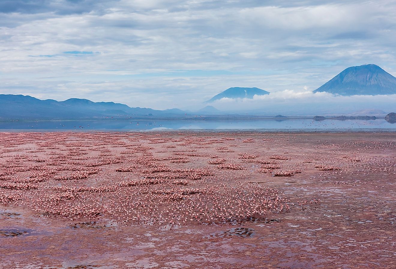 Aerial view of Ol Doinyo Lengai volcano looming above vast flock of Lesser Flamingos nesting in shallow salt waters of Lake Natron, Africa, Tanzania.