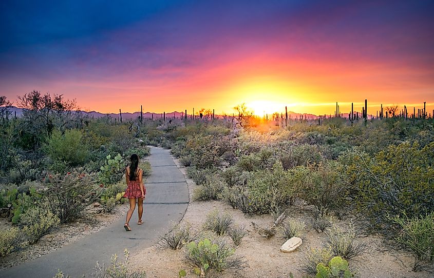Saguaro National Park.