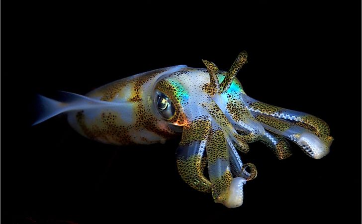 Bigfin reef squid in Bali.