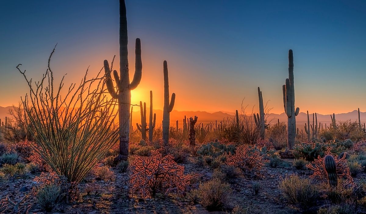 The sun sets amongst the cactus at Saguaro National Park, Arizona.