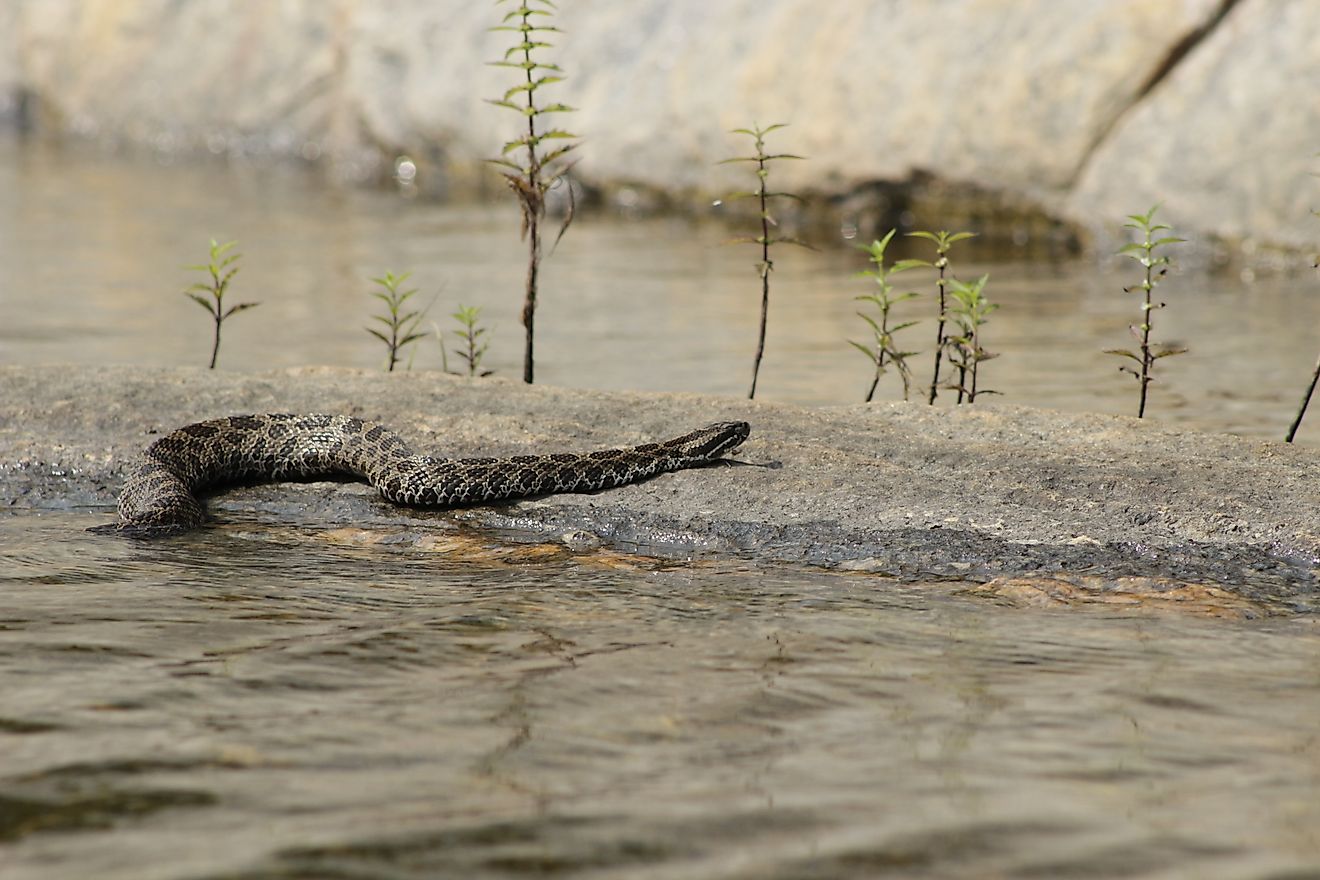 Eastern Massasauga Rattlesnake resting on a rock slab in water.