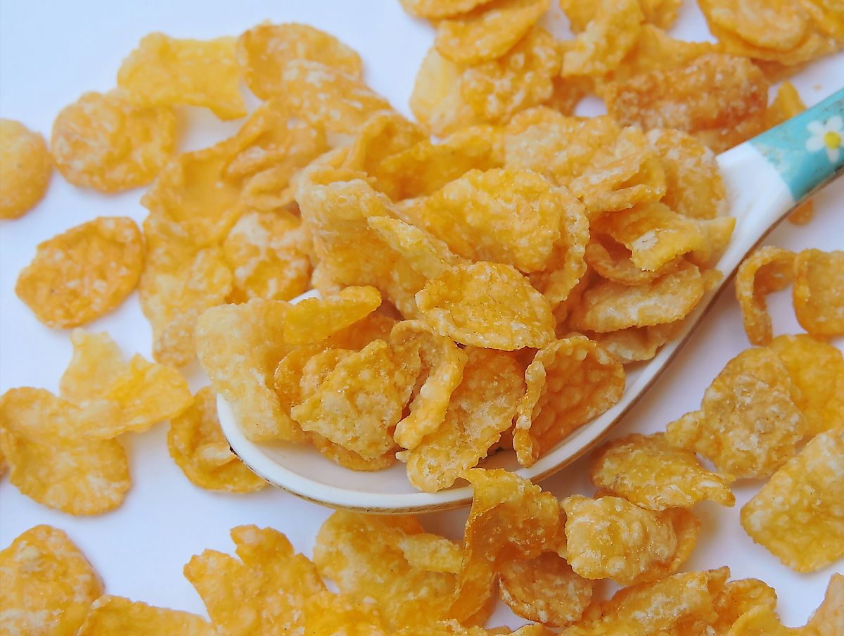 Corn flakes, or cornflakes, are a breakfast cereal made by toasting flakes of corn (maize). Image credit: Gyan Pratim Raichoudhury Shutterstock.com