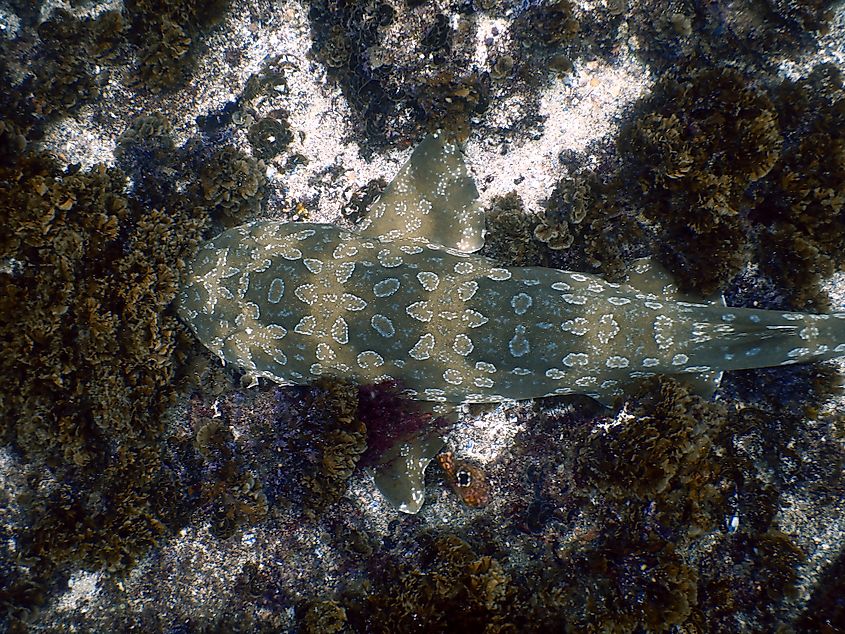 spotted wobbegong