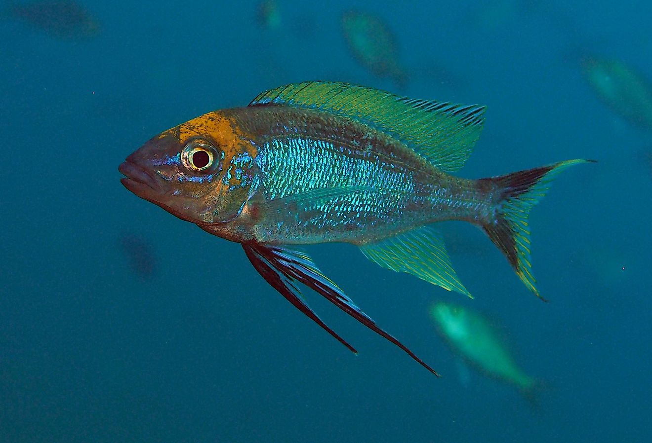Lake Tanganyika cichlid, feather fin cichlid, Cyathopharynx furcifer at Sibwesa