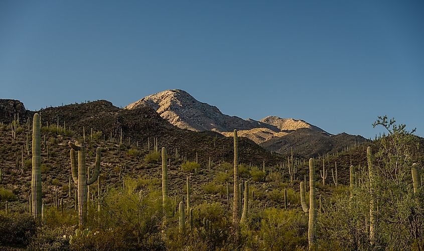 Bright Green Saguaro Cacti Span Hillsides Below Wasson Peak in Saguaro National Park
