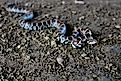Eastern milksnake (Lampropeltis triangulum). 