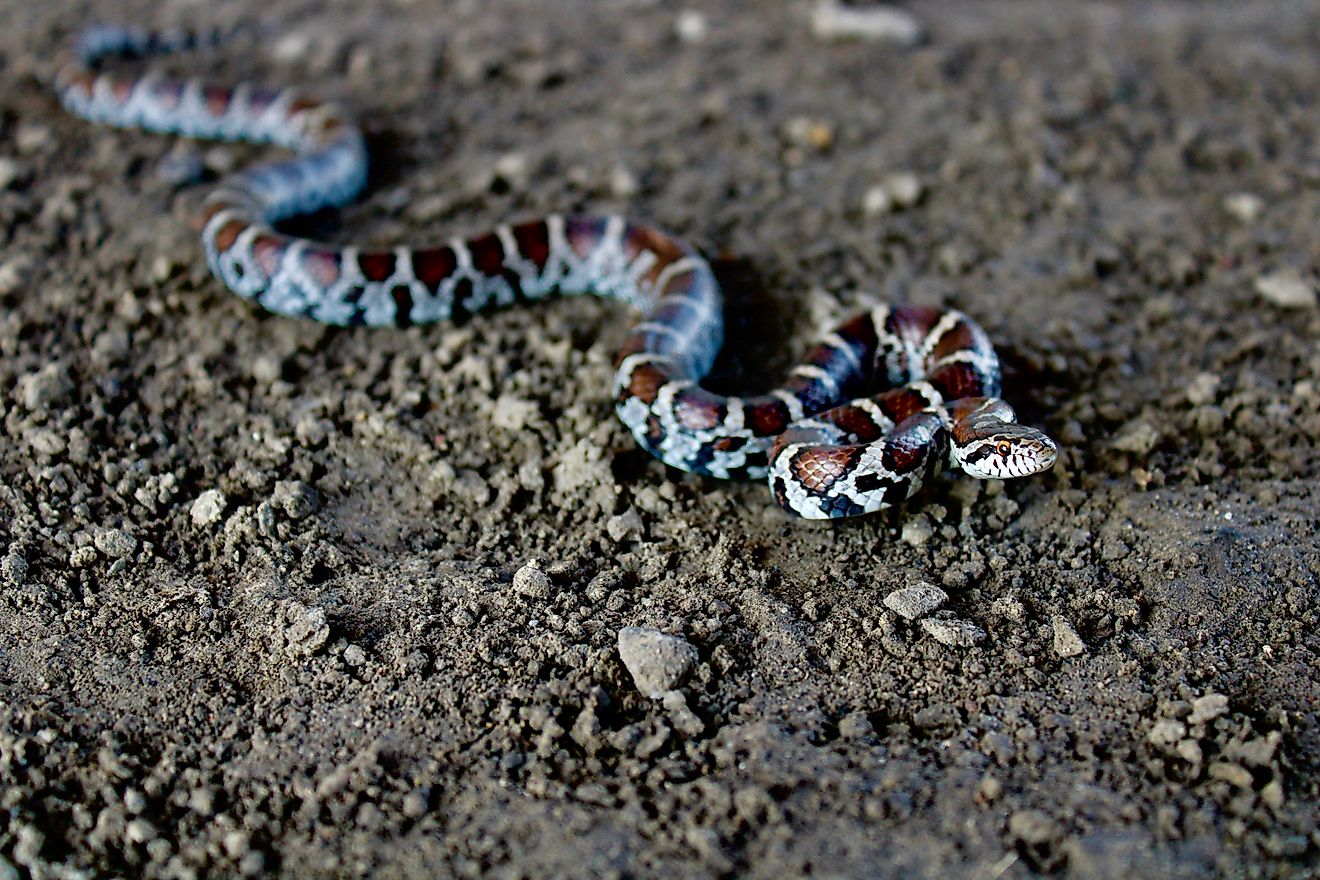 Eastern milksnake (Lampropeltis triangulum). 