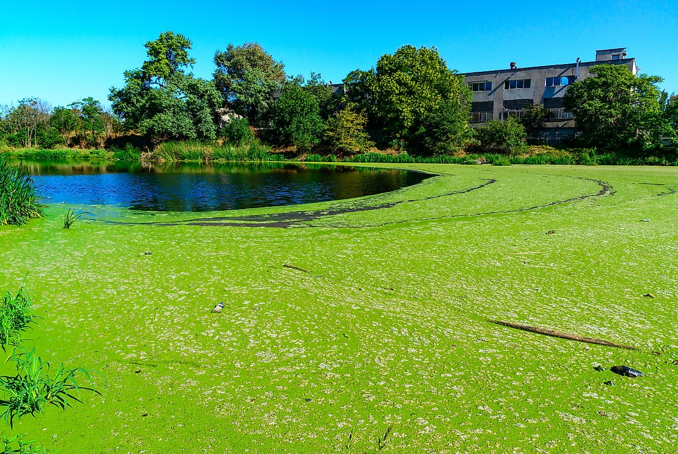 Lake covered with algae.