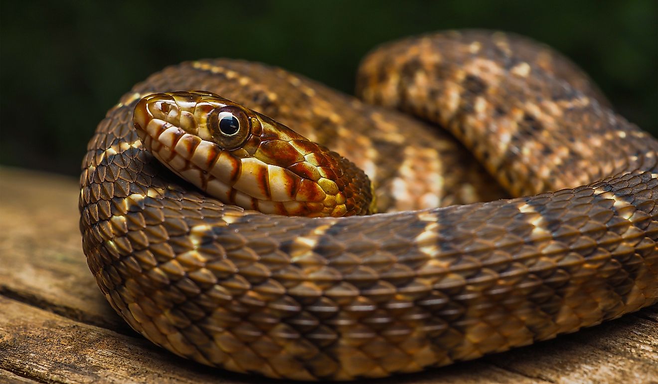 Nerodia erythrogaster - Plain-bellied watersnake