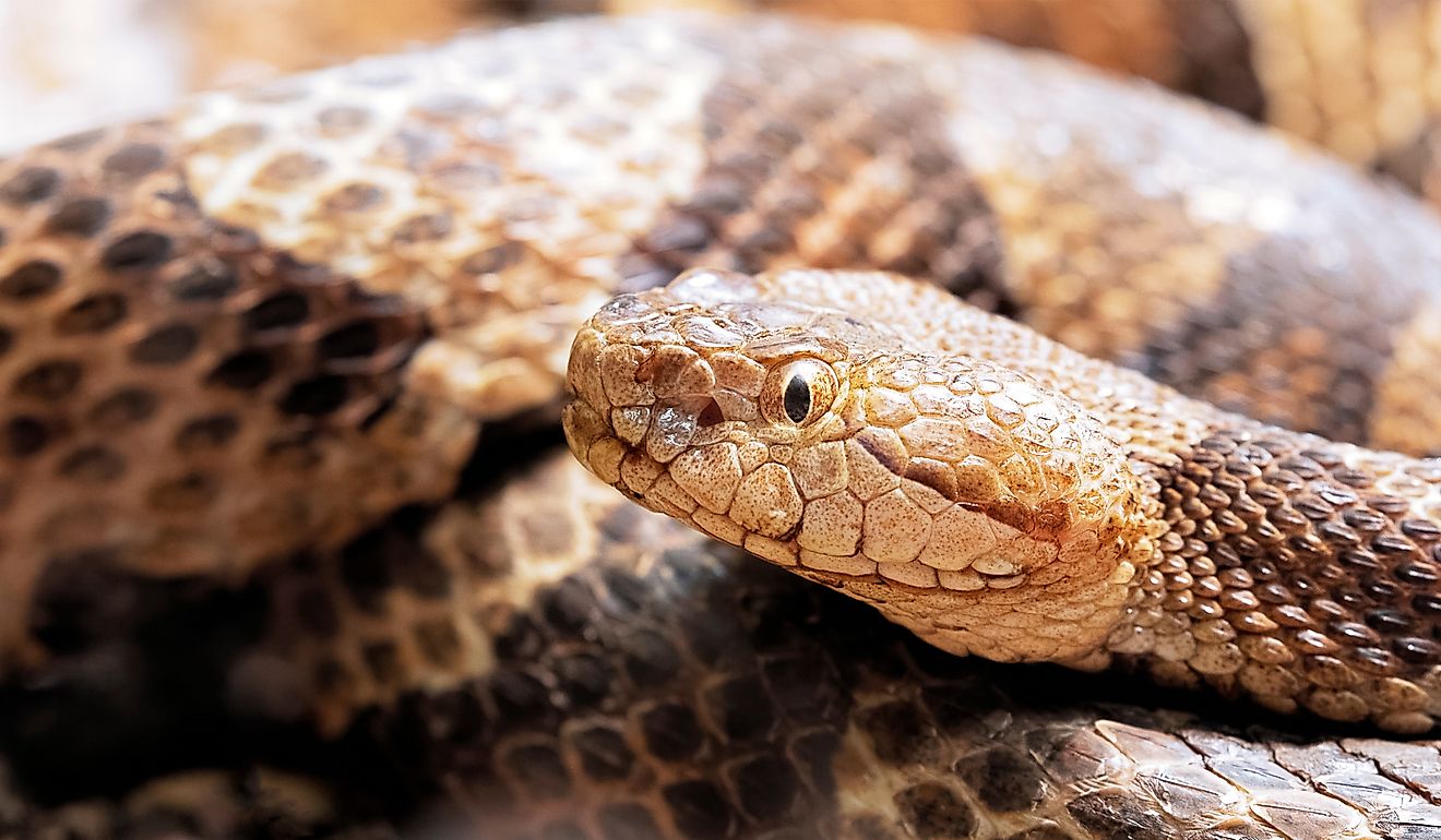 Northern Copperhead, Agkistrodon contortrix.