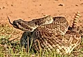 A southern Pacific rattlesnake licking the air.