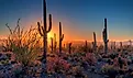 The sun sets amongst the cactus at Saguaro National Park, Arizona.